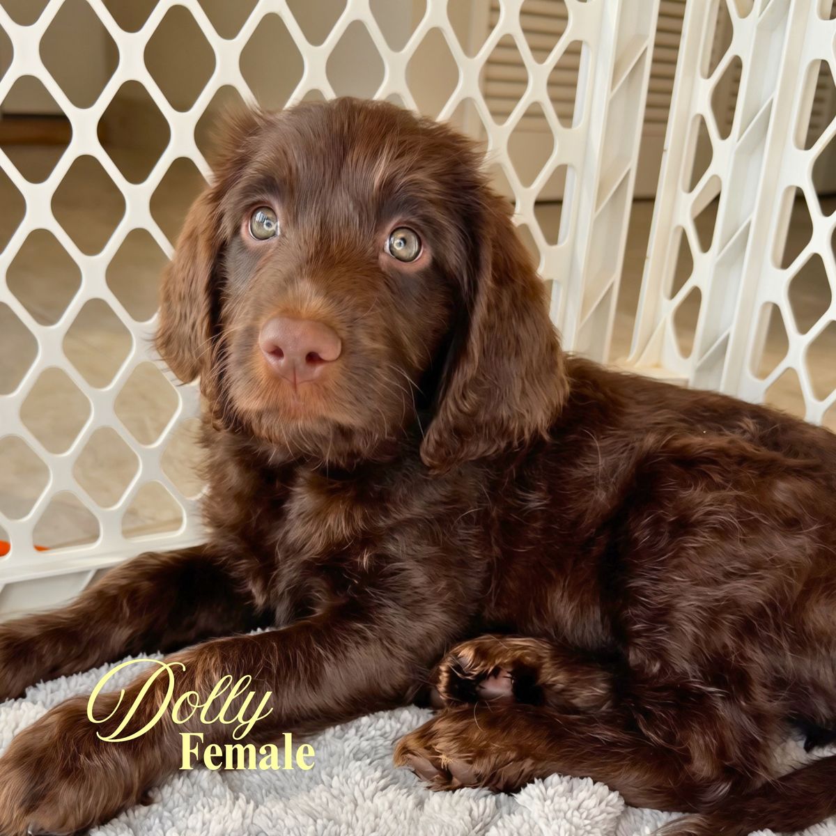NOW Ready for Their Forever Homes | Premium Labradoodle Puppies