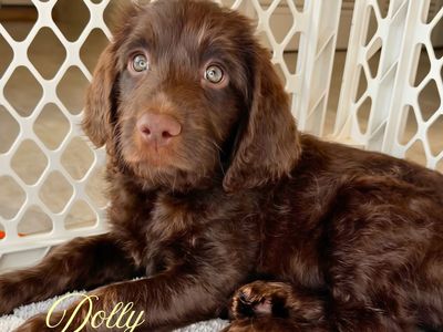 NOW Ready for Their Forever Homes | Premium Labradoodle Puppies