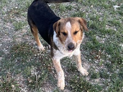 Mini Aussie Mini Heeler mix