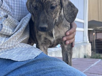 Catahoula/Cur