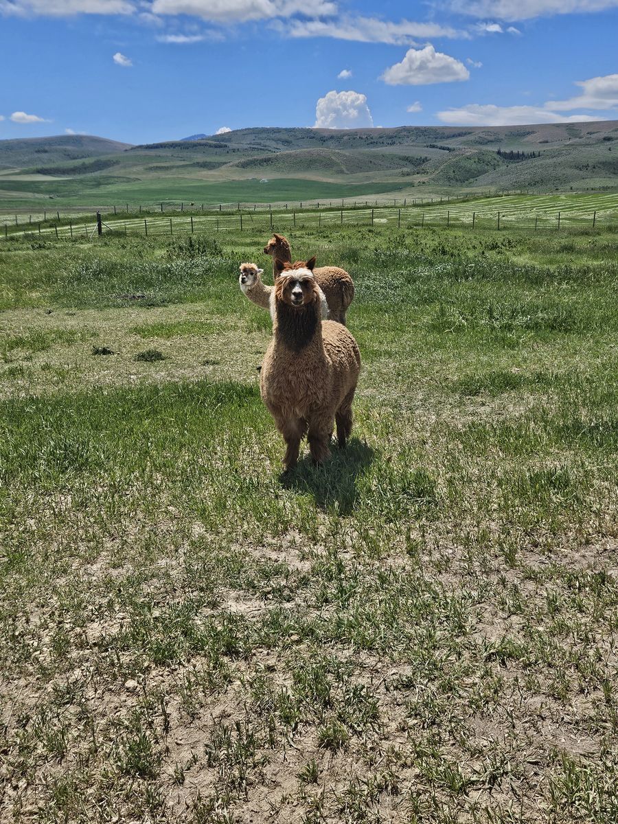 Alpaca