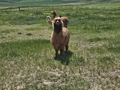 Alpaca