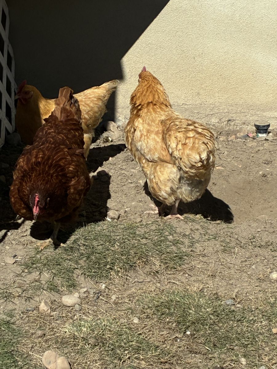 Chicken coupe with dog run.