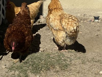 Chicken coupe with dog run.