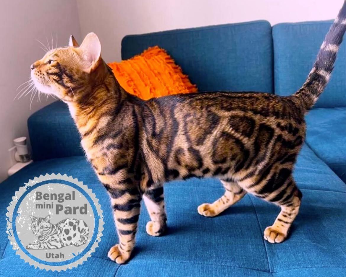 Beautiful Male Bengal STUD TICA Registered