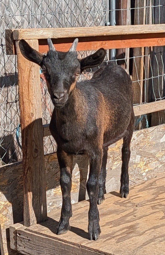 Alpine/oberhasli doeling