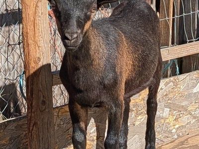 Alpine/oberhasli doeling