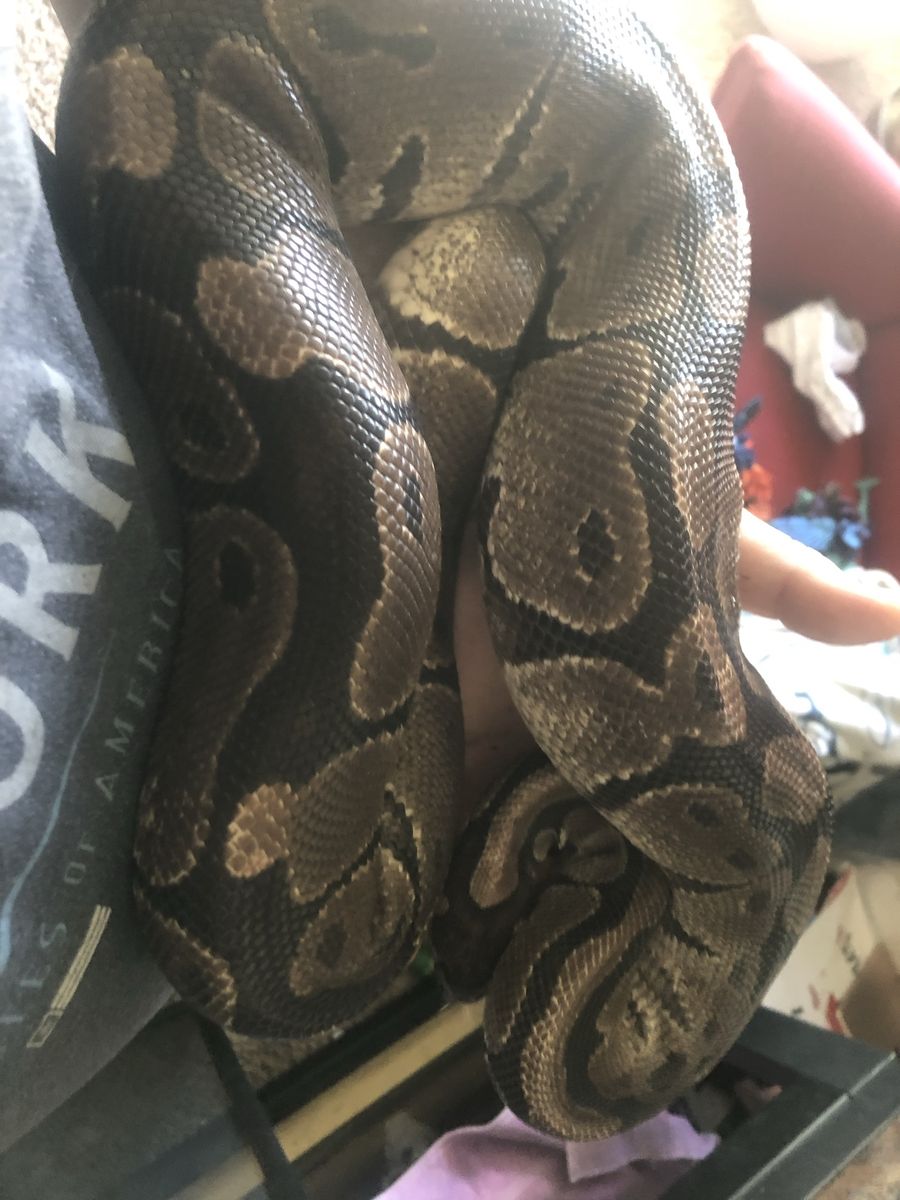 Male normal ball python