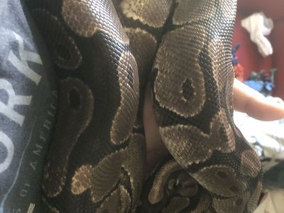 Male normal ball python