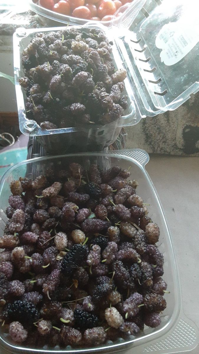 Berry  Bush Bareroot Once a year Sale