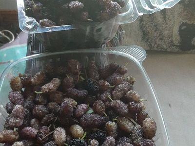 Berry Bush Bareroot Once a year Sale