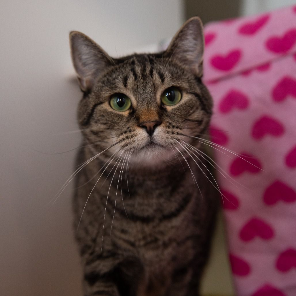 Hello my name is Dolly Pawton