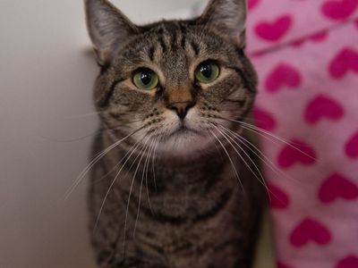 Hello my name is Dolly Pawton