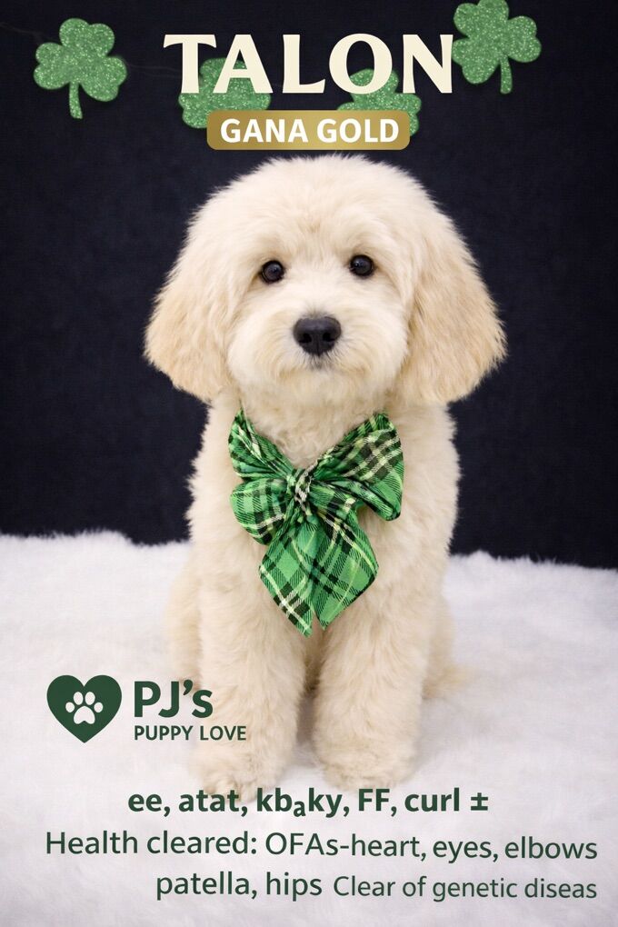 MINI GOLDENDOODLE STUD