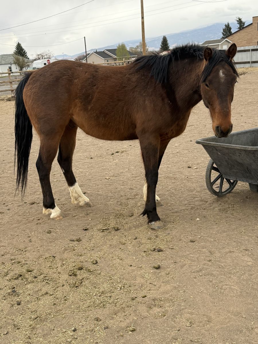 4 Year Old Green Broke Quarter Horse