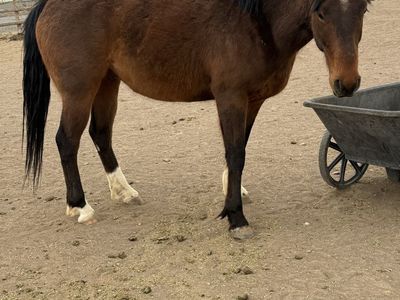 4 Year Old Green Broke Quarter Horse