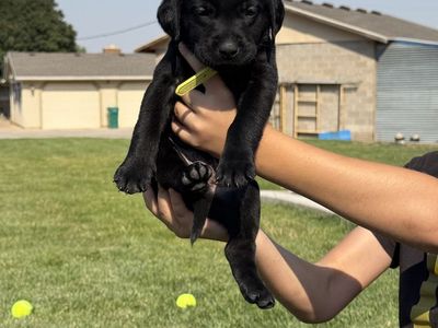 AKC Black Labrador Retriever Puppies