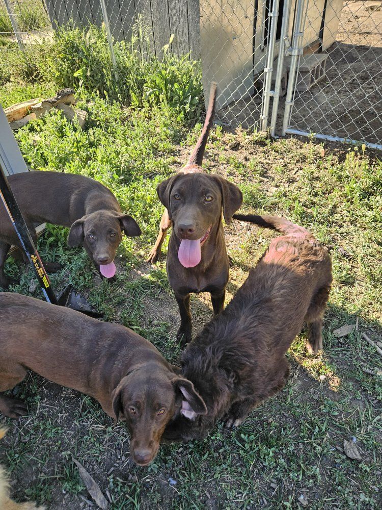 Lab/Springer Spaniel Mix