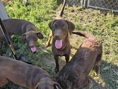 Lab/Springer Spaniel Mix