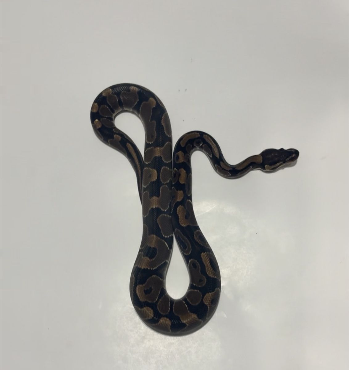 Ball Python Reptile #1