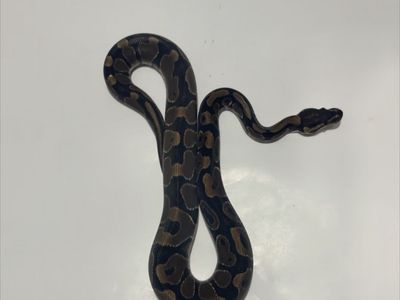 Ball Python Reptile #1