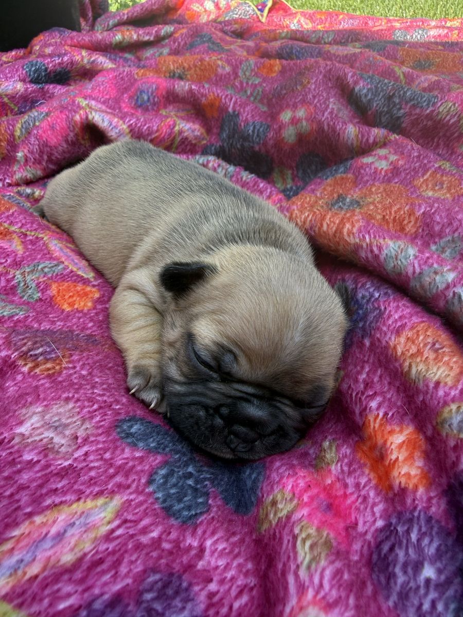 Two female French bulldog puppies