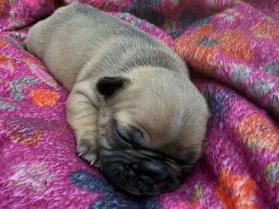 Two female French bulldog puppies