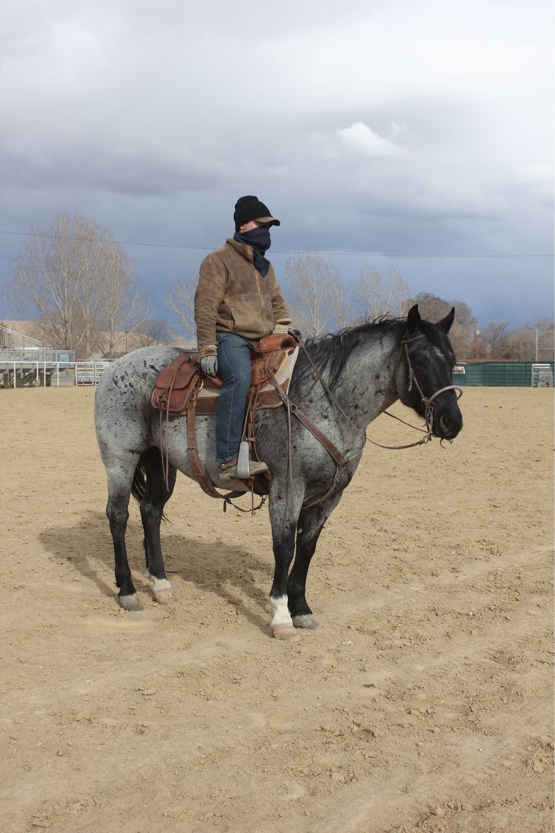 2018 Blue Roan Gelding