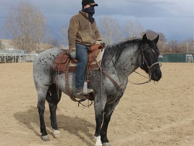 2018 Blue Roan Gelding