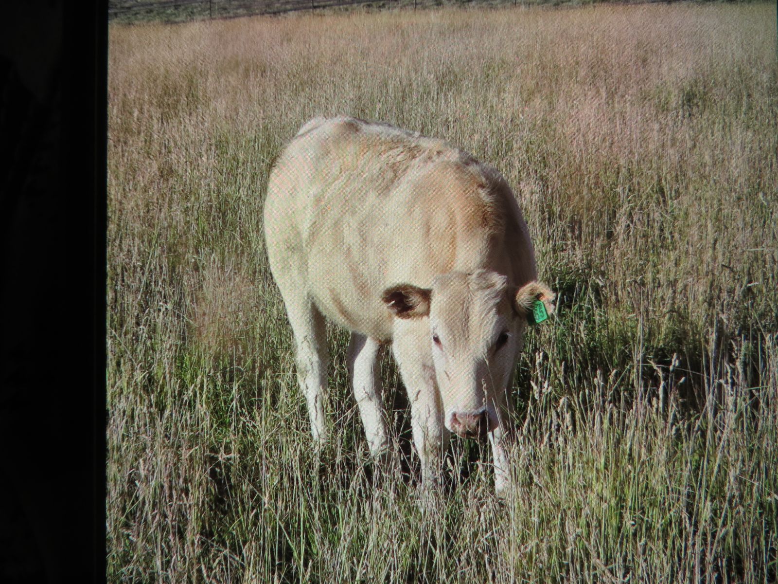 Charolais Cross Butcher Calf.