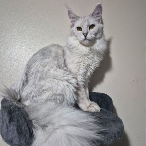 Future Maine coon kittens 