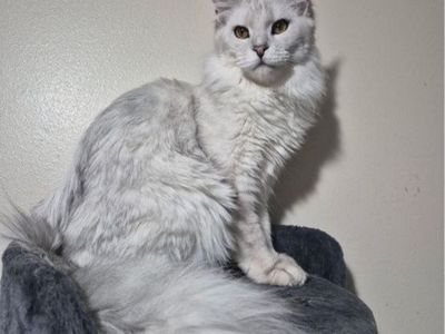 Future Maine coon kittens
