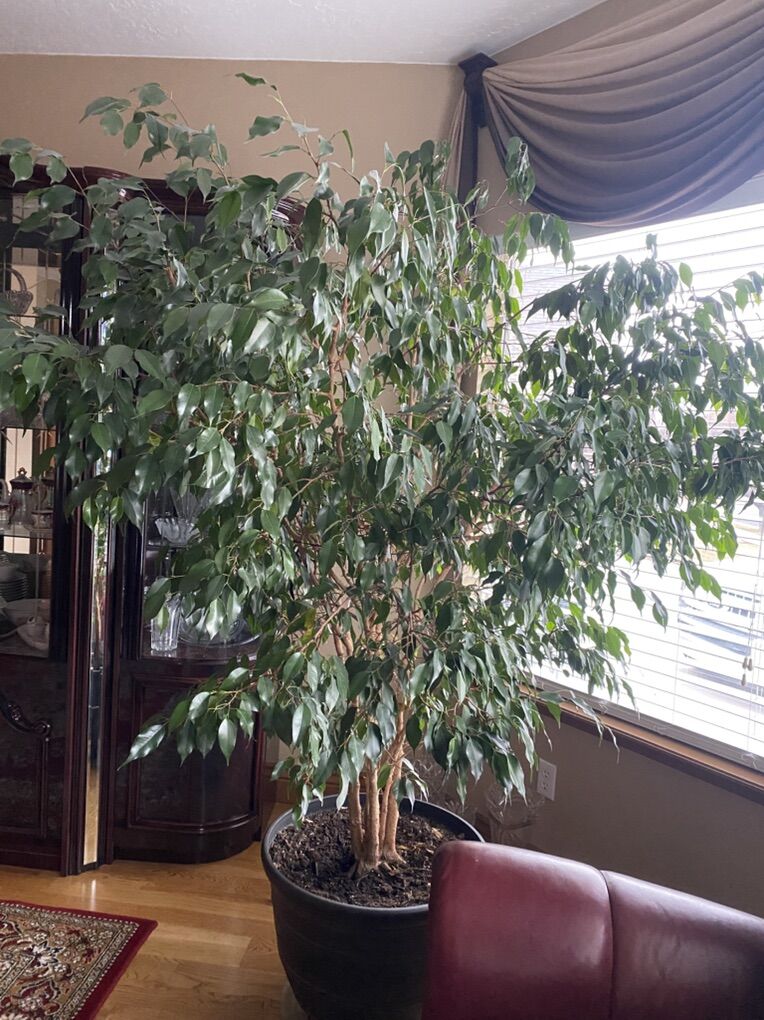 Weeping fig home Plant