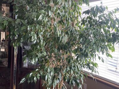 Weeping fig home Plant