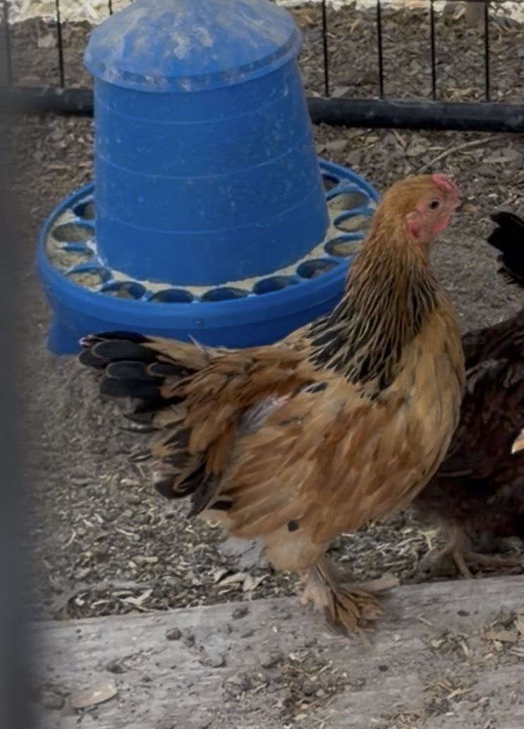 Free Rooster - 8 Week Old - Buff Brahma