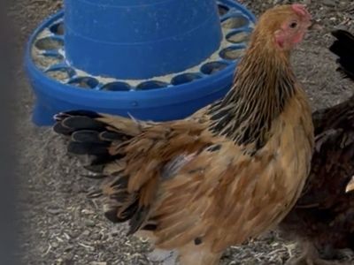 Free Rooster - 8 Week Old - Buff Brahma