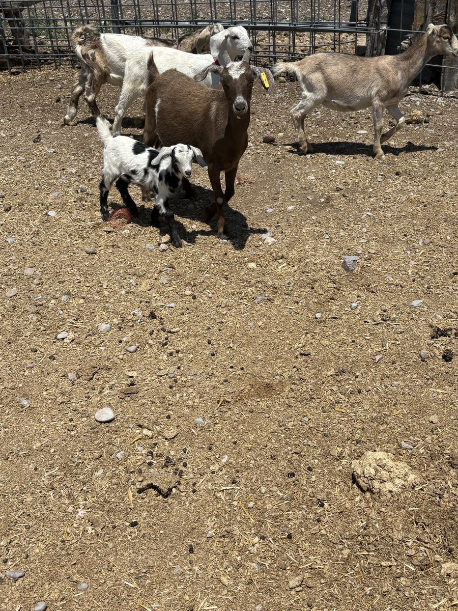 Nanny and Kid