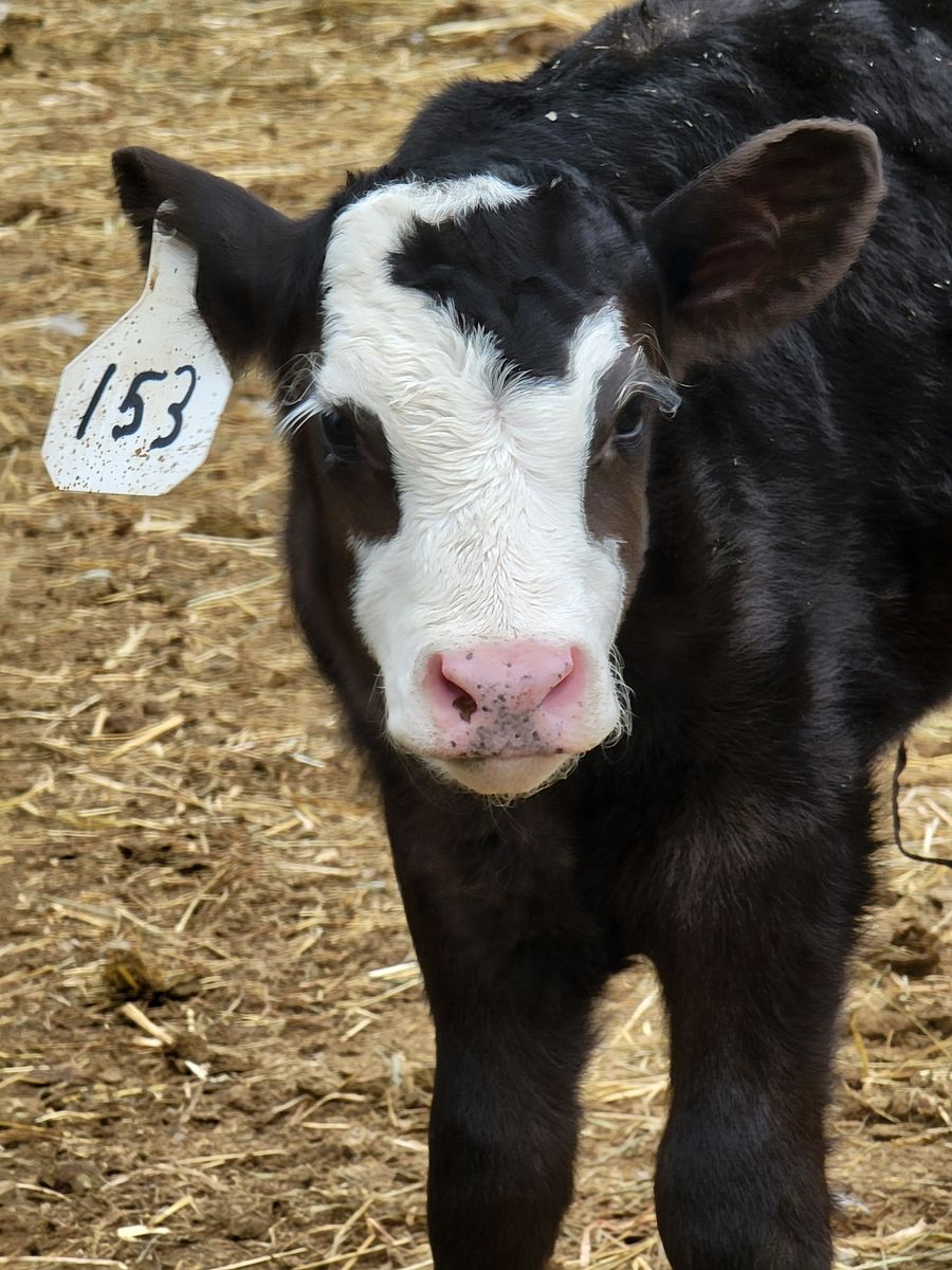 F1 Wagyu/Hereford Calves