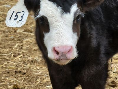 F1 Wagyu/Hereford Calves
