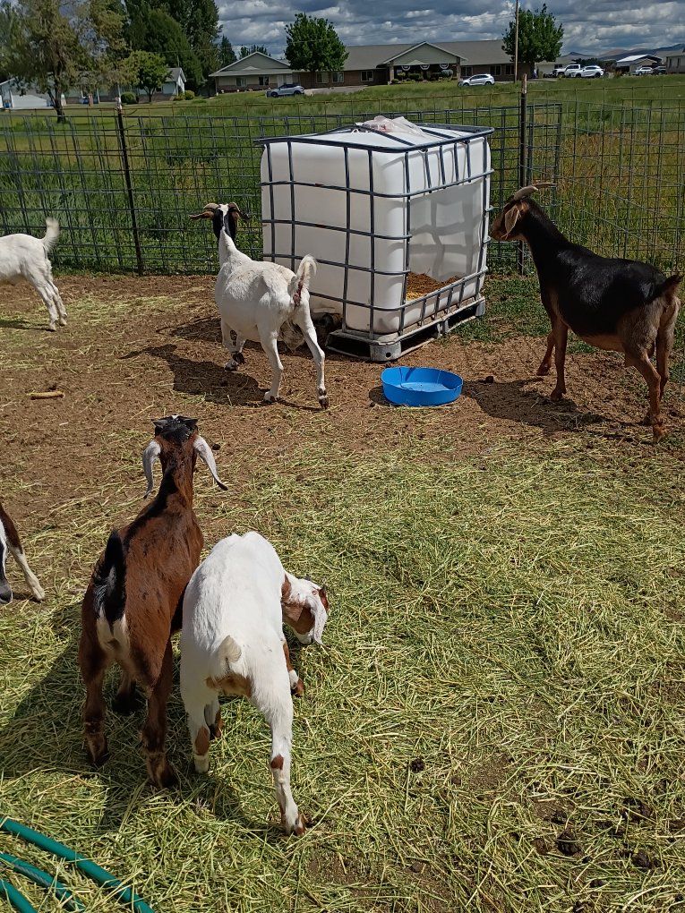 nubian does and doelings, buck and wethers