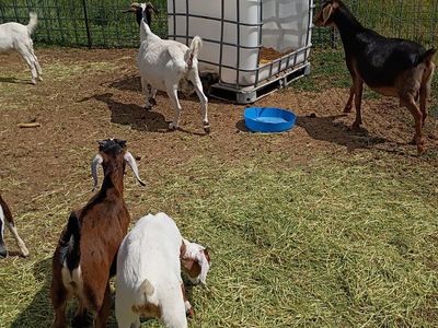 nubian does and doelings, buck and wethers