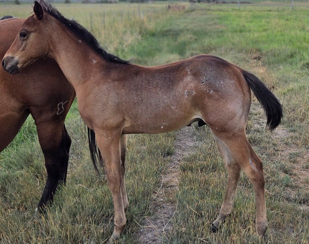 AQHA Bay Roan Horse Colt