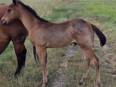 AQHA Bay Roan Horse Colt