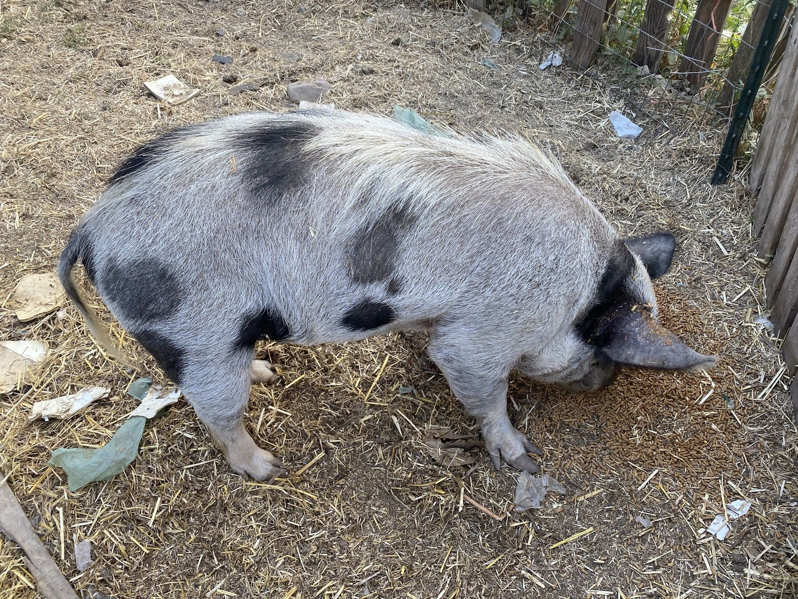 Kune Kune Stud