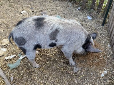 Kune Kune Stud