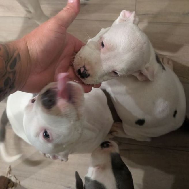 Adorable Pitbull Puppy - White with Gray Spots Blue Nose Pittbull
