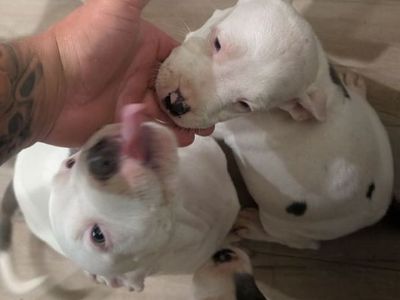 Adorable Pitbull Puppy - White with Gray Spots Blue Nose Pittbull