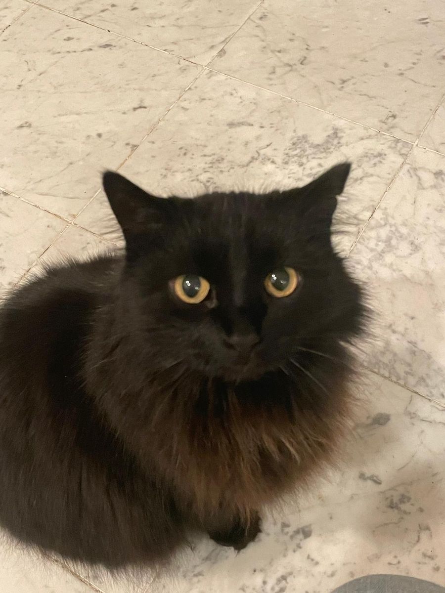 Lost Black Cat. Capitol Hill
