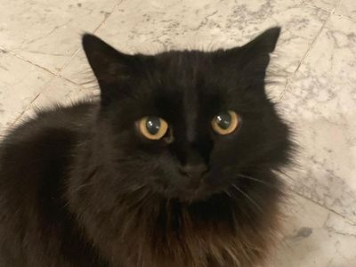 Lost Black Cat. Capitol Hill