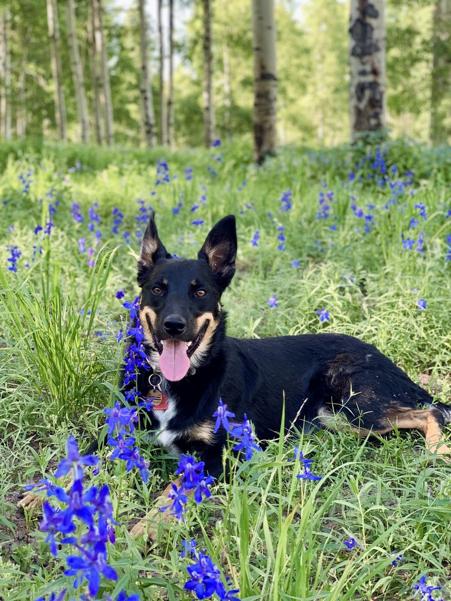Border Collie/Kelpie Mix